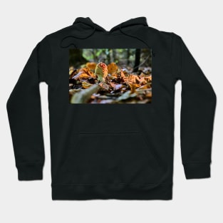 Fly agaric or fly amanita (Amanita muscaria) Hoodie